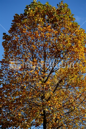 A tree at autumn time.  The changing of colors on the leaves.