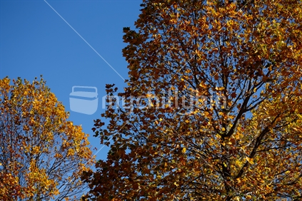 Two trees at autumn time.  The changing colors of the leaves.