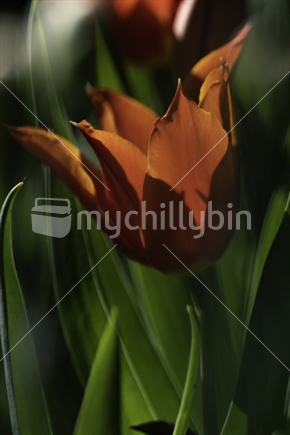 Flame red tulip against green leave with backlight