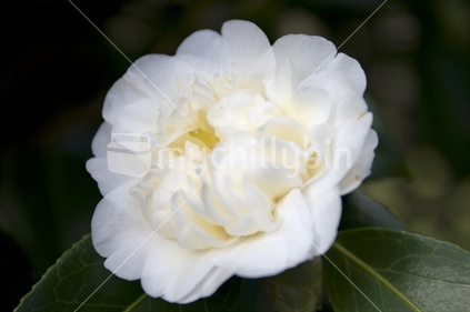 White Camellia flower