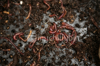 Earth worms in soil