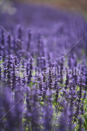 Lavender in full bloom