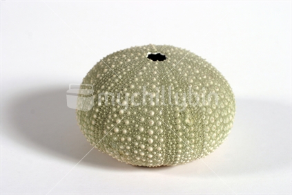 Kina or sea urchin shell