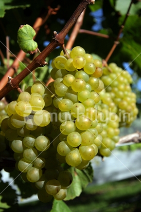 Green grapes growing on the vine at a vinyard
