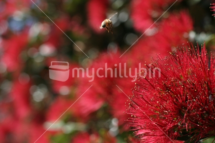 Pohutakawa flower and bee