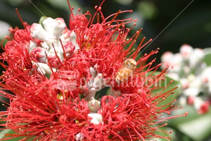 Bee on a Pohutakawa flower