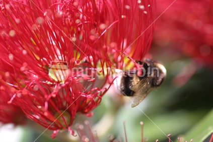 Bee on a Pohutakawa flower