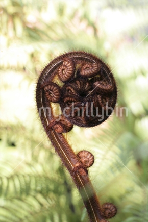 NZ native fern Koru