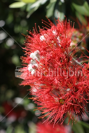 Pohutakawa flower