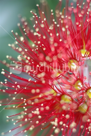Pohutukawa Flower (closeup) NZ native