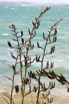 Flax on the coastline