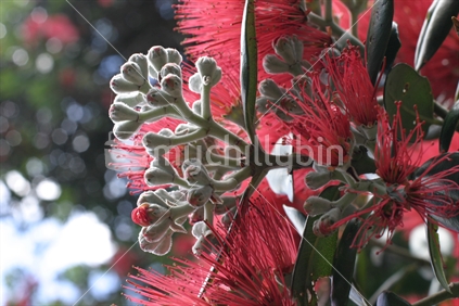 Pohutakawa bud and flower