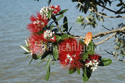 Pohutakawa Flowers on NZ native tree