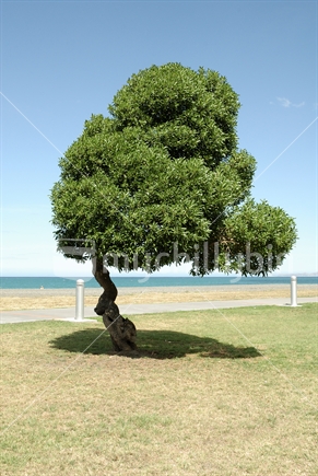 Napier Tree