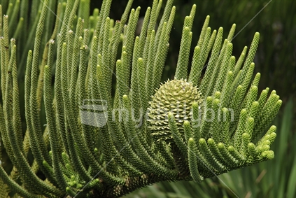 Norfolk Pine Tree branch with cone