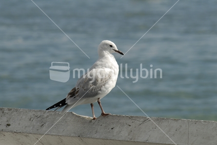 Seagull on wall by the sea