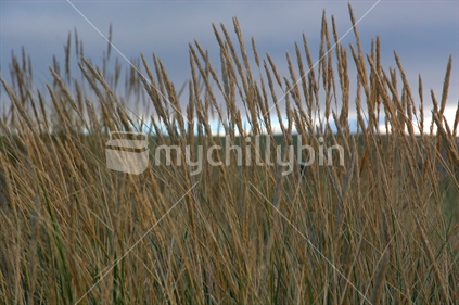 Closeup image in a field