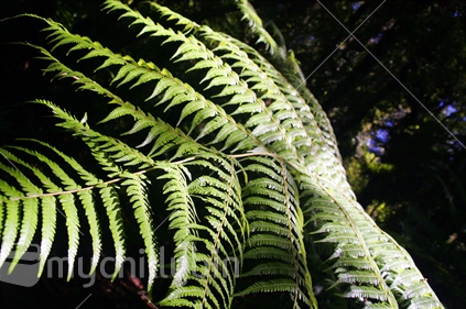 Siver fern in the bush