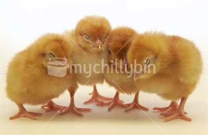 Four chicks huddled together