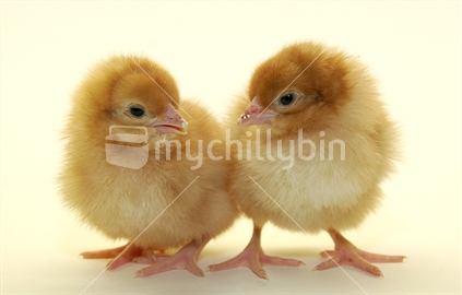 Two baby chicks