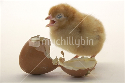 Chick with egg shell