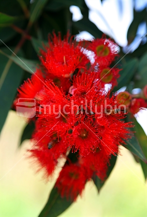 A flowering Pohutukawa (soft focus) in Christchurch, New Zealand 