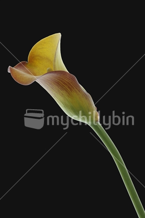 Single lily on black background