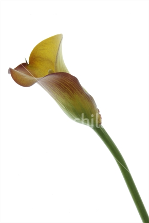 Single lilly on white background