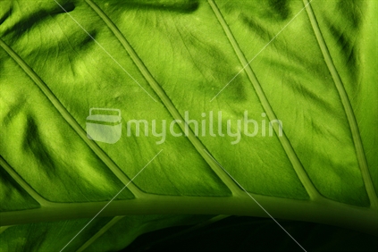 Green leaf showing veins