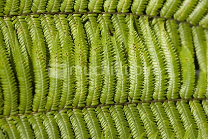 Closeup of fern leaf in New Zealand