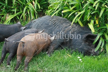 Kunekune piglets feeding off mother