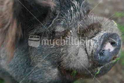 Close up of Kune kune pig eating grass