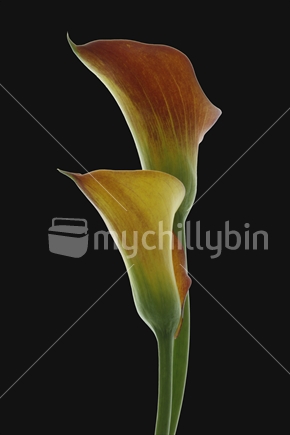 Two lilies on black background