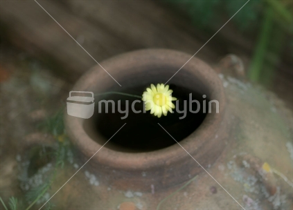 Single yellow daisy over pot