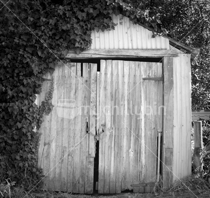 Old shed door with ivy growing on it and an old padlock and chain