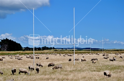 Sheep graze on a rugby field
