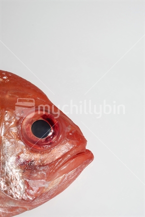 Red snappers head