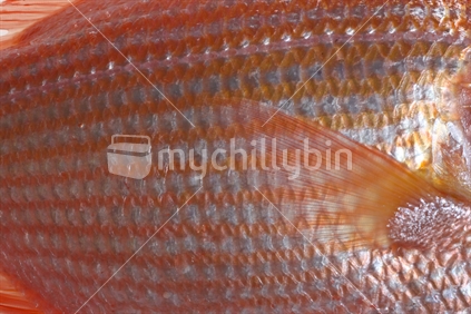 Red snapper scales
