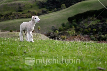 Lost lamb calling mum.