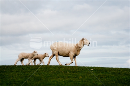 Follow; lambs following mum along a ridge in a New Zealand paddock. 