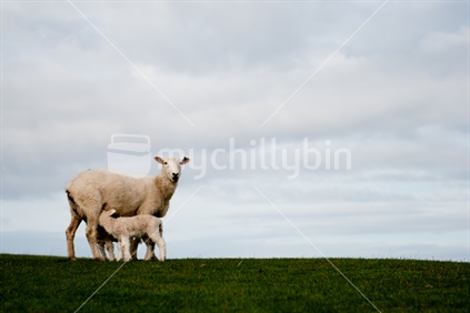 Lambs feeding.