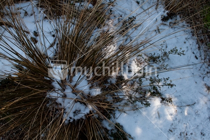 Tussock grass, with snow.