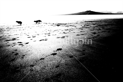 Dogs playing on an Auckland beach