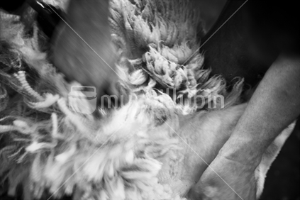 Shearing closeup