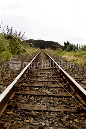 Train tracks and native flax plants
