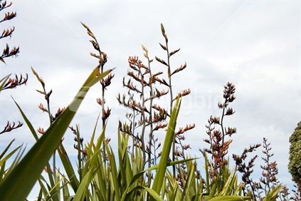 Native New Zealand Flax