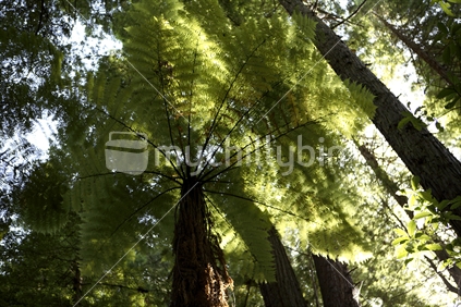 Punga Tree (NZ native)