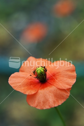 A single orange poppy floating in a field of poppies