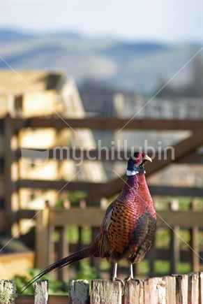A wild male pheasant perched on a rural garden fence