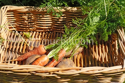 A basket of freshly picked carrots and potatoes from a home vegetable garden
